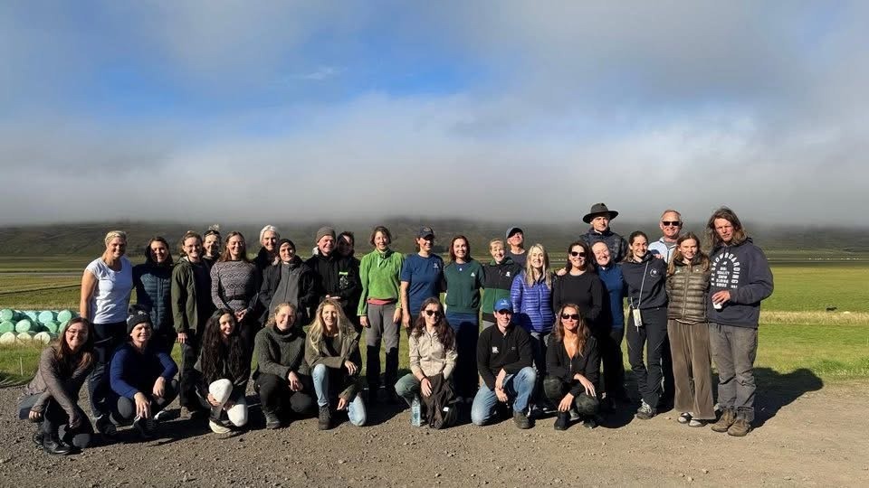 Horses grazing in thick fog
