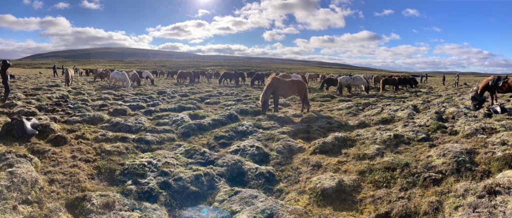 Sun setting over horses grazing