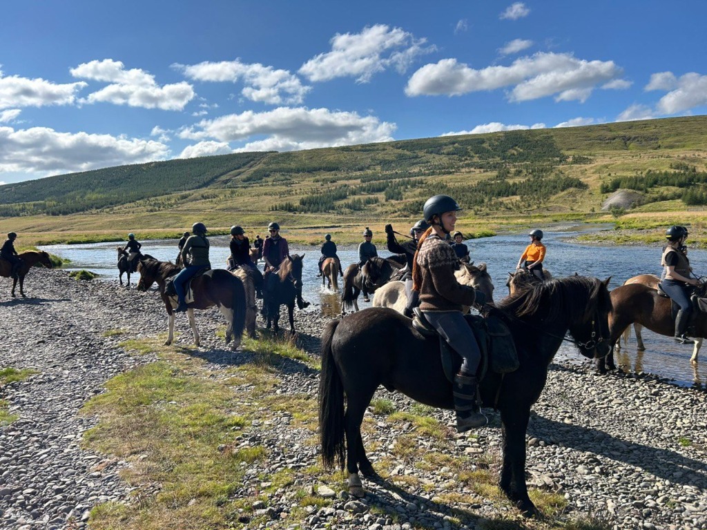 Author selfie with herd of horses