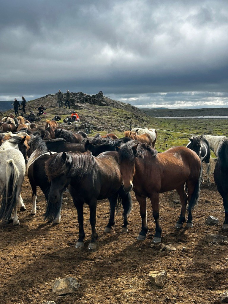 Author with an Icelandic horse