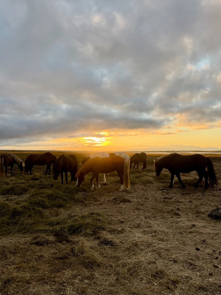Panoramic view of the herd