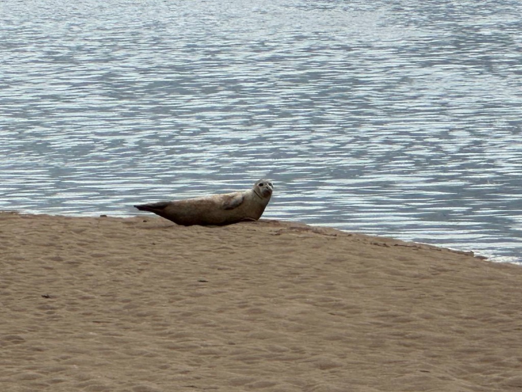 Seal on the beach